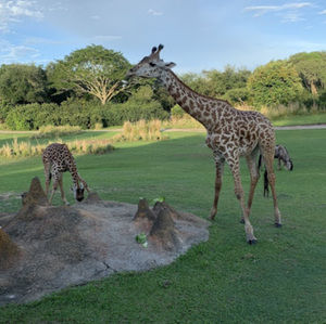 Meet your Posher, Genni